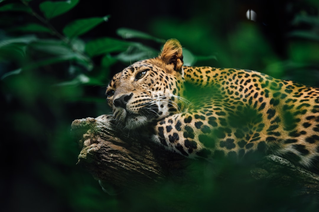 Wildlife conservation in forest habitat